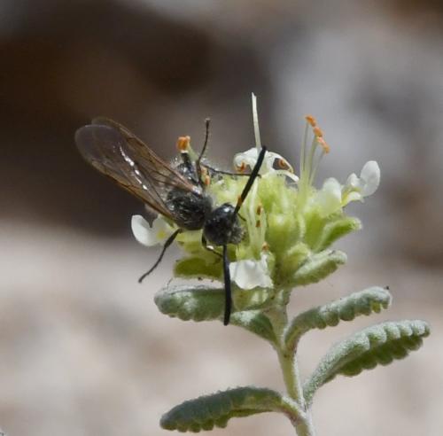 Réf. 233 706 : Colpa quinquecincta